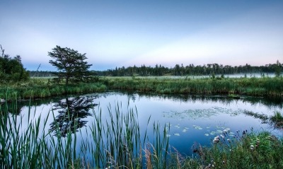 водоем болото озеро утро отражение
